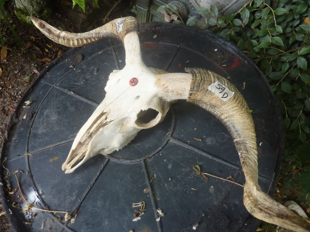 T&ecirc;tes Animal ovin naturelle B&eacute;lier Décoration