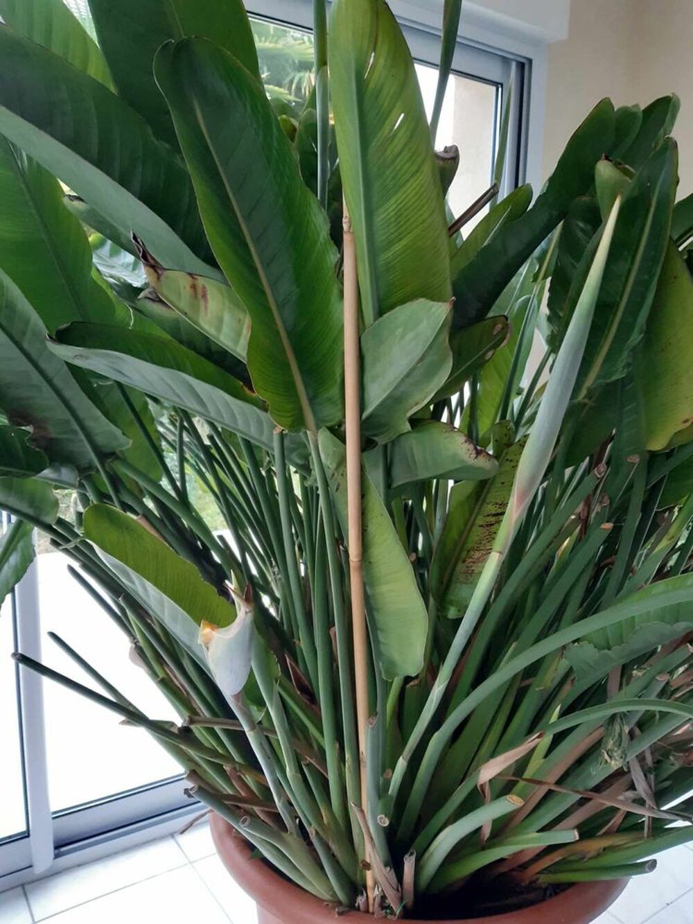 Strelitzia - Tr&egrave;s grande plante d'int&eacute;rieur Jardin