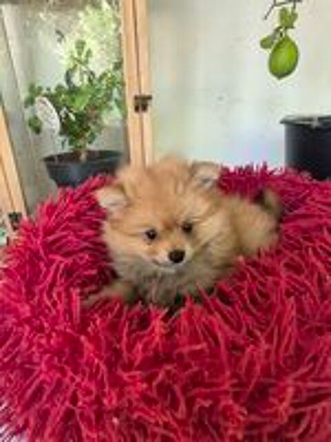   chiot spitz 