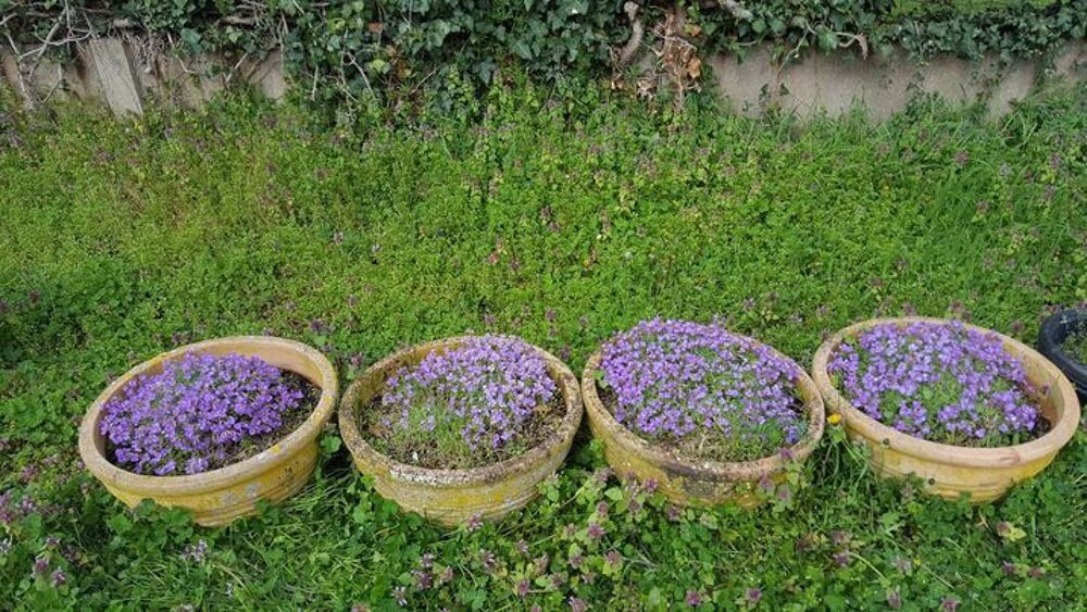  Quatre pots vasques fleuris de campanules N&deg;1194 Jardin