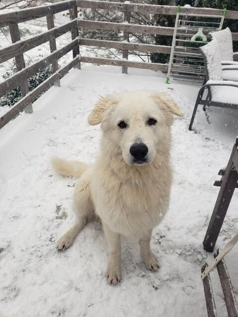 Chien SHIRO &agrave; l adoption 350 26160 Le po�t-laval