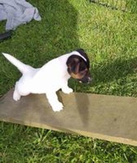   Chiots Jack Russel LOF 
