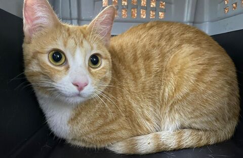 ABBY 220 27620 Gasny