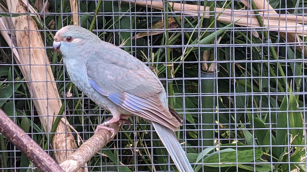    femelle kakariki bleu cinamon 
