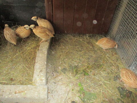 CAILLES ISABELLE
5 42210 Saint-cyr-les-vignes