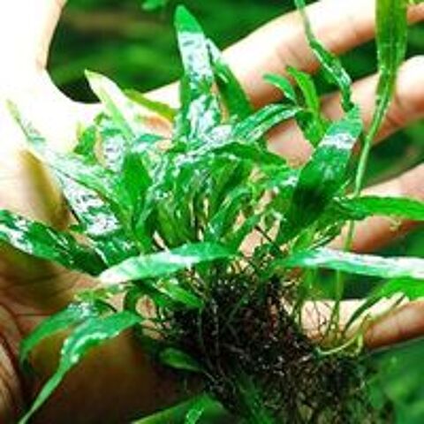   Plante Microsorum mini pour aquarium 