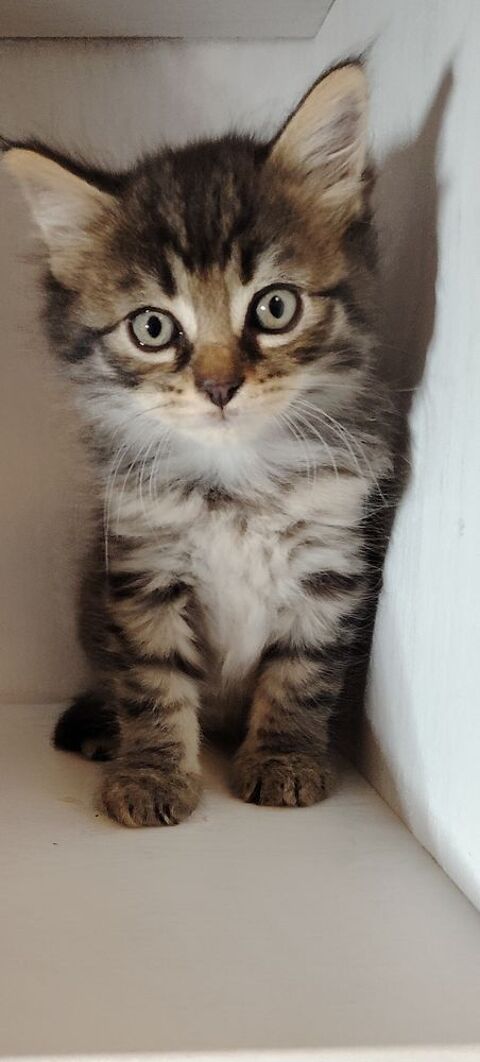 chaton angora 0 64800 Nay