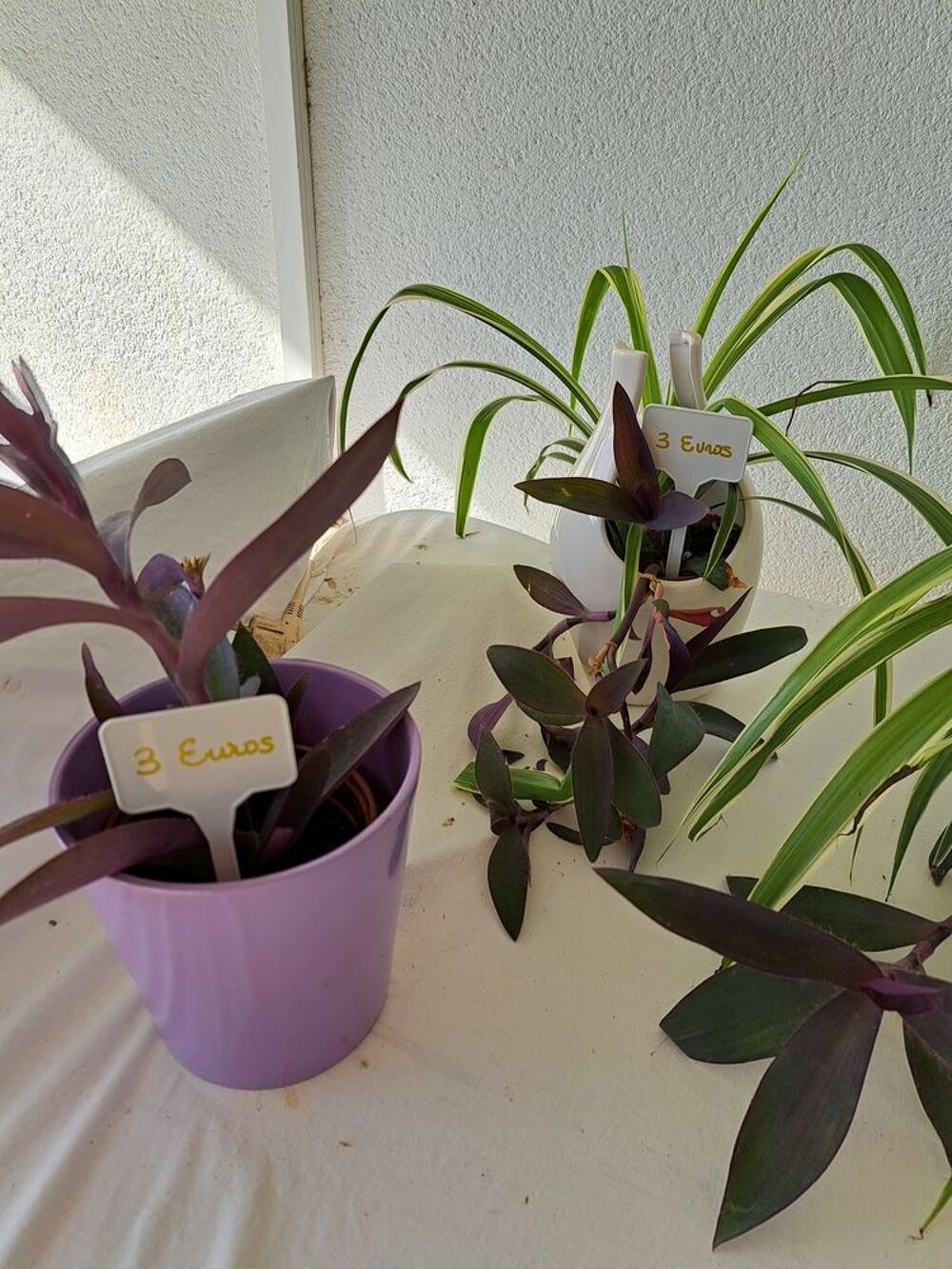 Plantes avec cache pots diff&eacute;rents petits prix Jardin