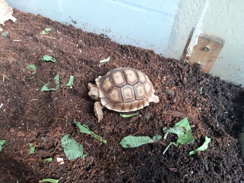 Tortues de terre 120 78270 Bonnières-sur-seine