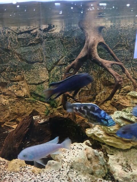 de malawis 17 77500 Chelles