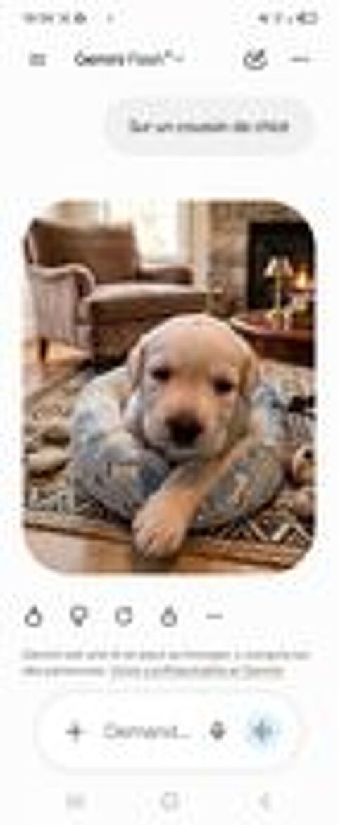   A réserver chiot labrador sable  