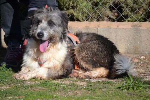 CHOPO magnifique crois&eacute; berger 315 24140 Douville