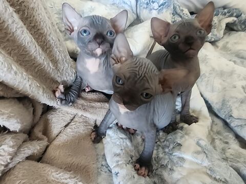 Chatons Sphynx Loof 1700 29780 Plouhinec
