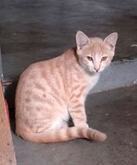   chaton tigré clair roux 5mois et demi castré pucé  