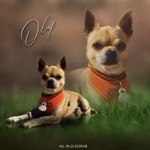   Saillie chihuahua 