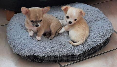 Chiot chihuahua  900 62660 Beuvry