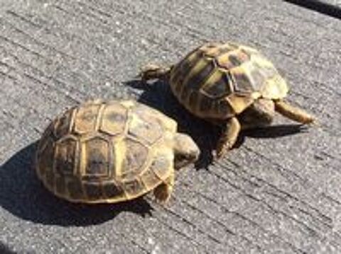   Tortues de terre 