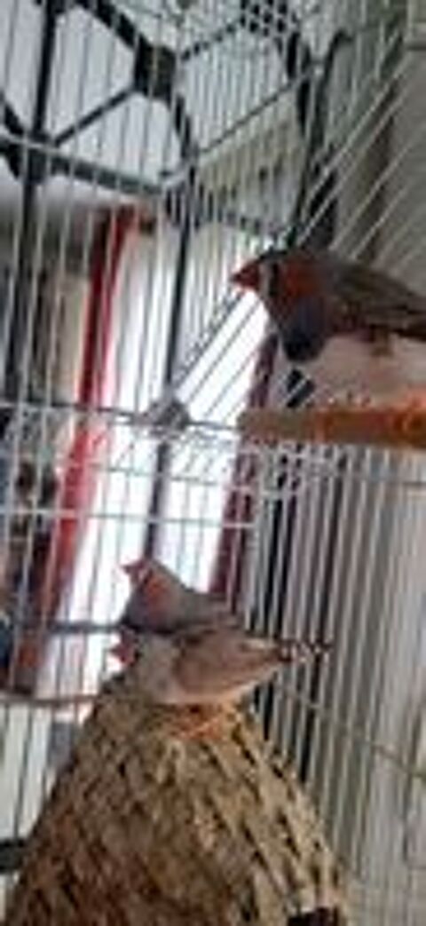   Don de diamants mandarins  