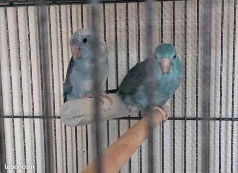 Perruche Moineau C&eacute;leste 50 71100 Chalon-sur-sa�ne