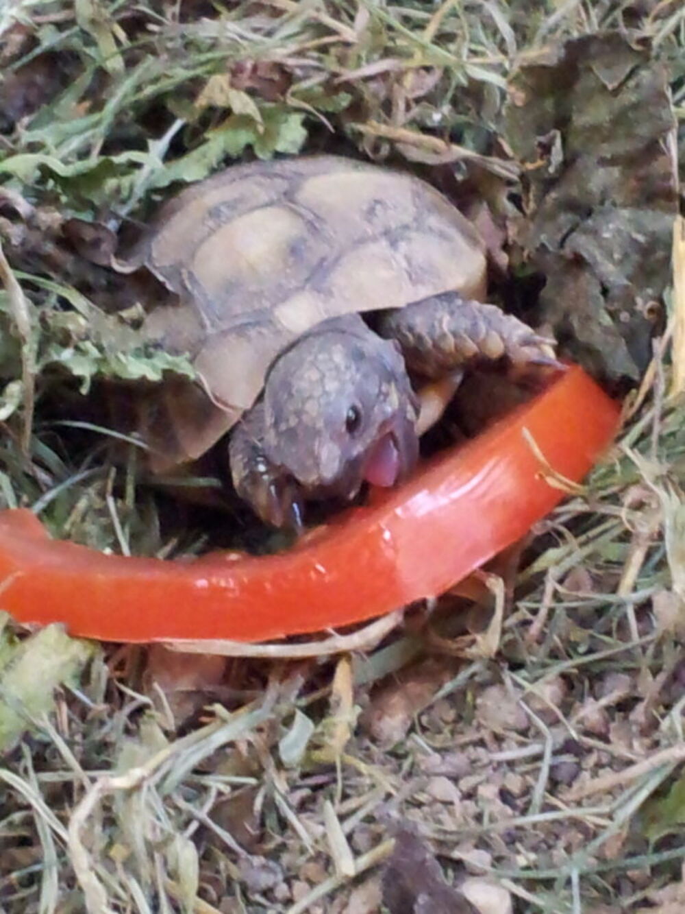   Incubateur Tortues terrestres 