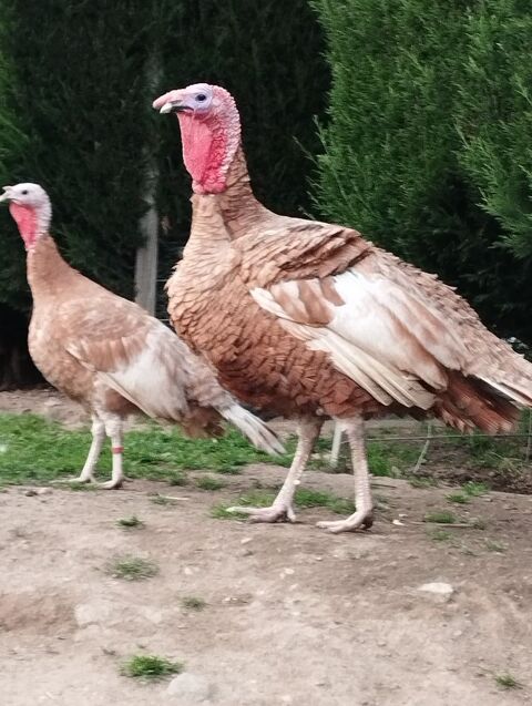 Dindonneaux 14 42140 Grammond