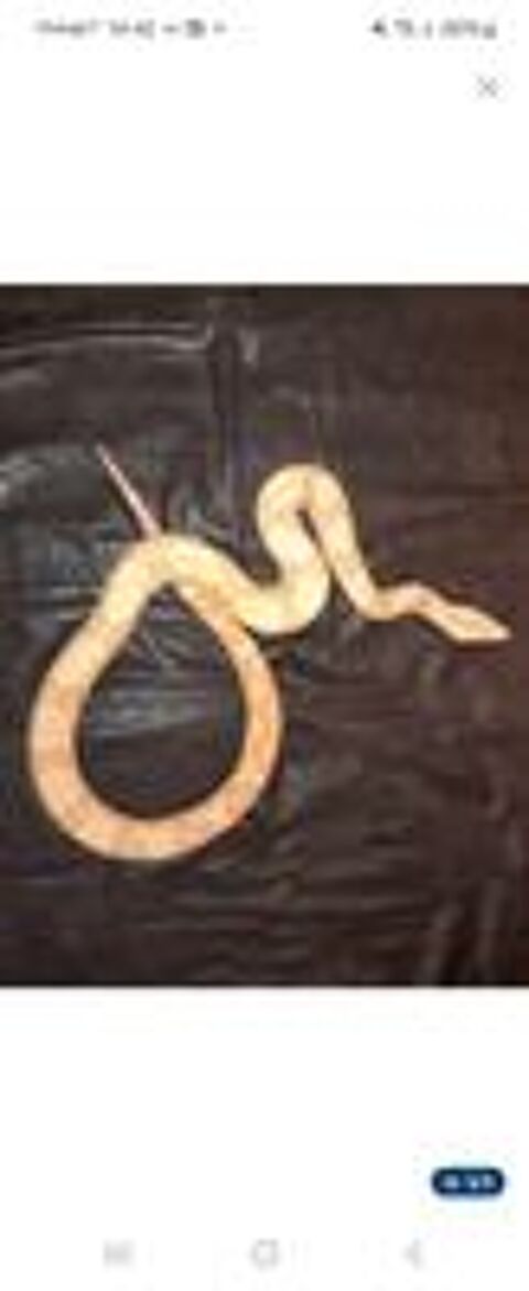   4 pythons et de 1 boa ( expérimenté ) 