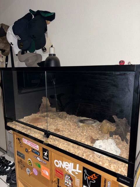 Serpent avec terrarium 300 69400 Villefranche-sur-sane