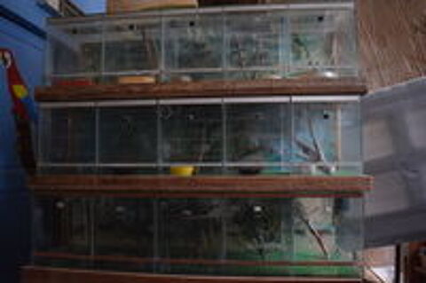   terrariums ou rack 