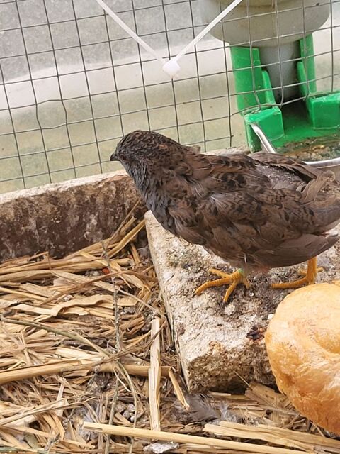 Caille de chine m&acirc;le  et femelle 10 69360 Communay