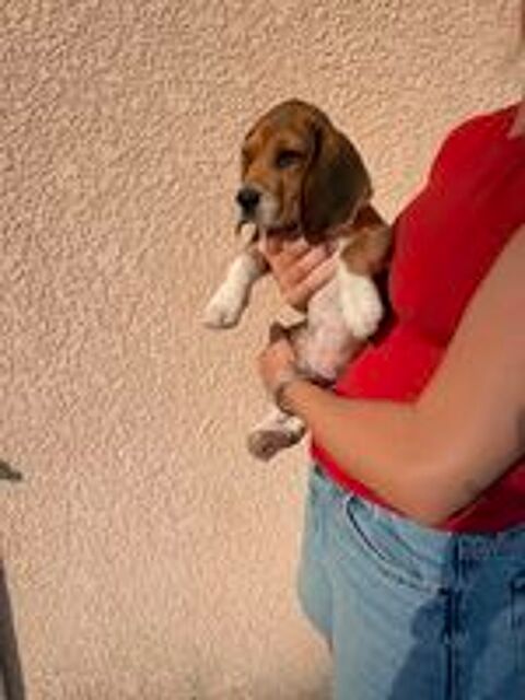   Chiot beagle LOF 