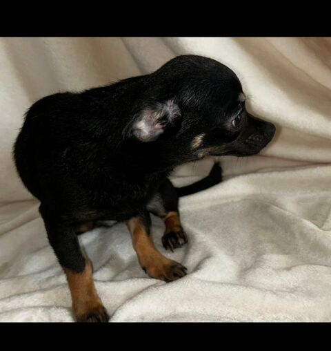 Chihuahua 550 75012 Paris