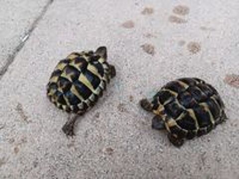   TORTUES TERRESTES de 4 ans 