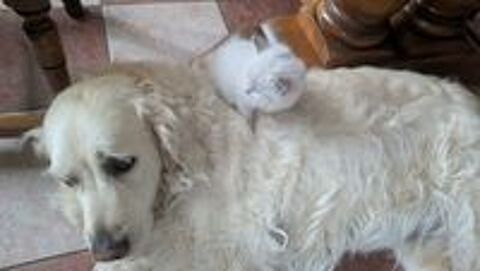  chaton siberien loof 