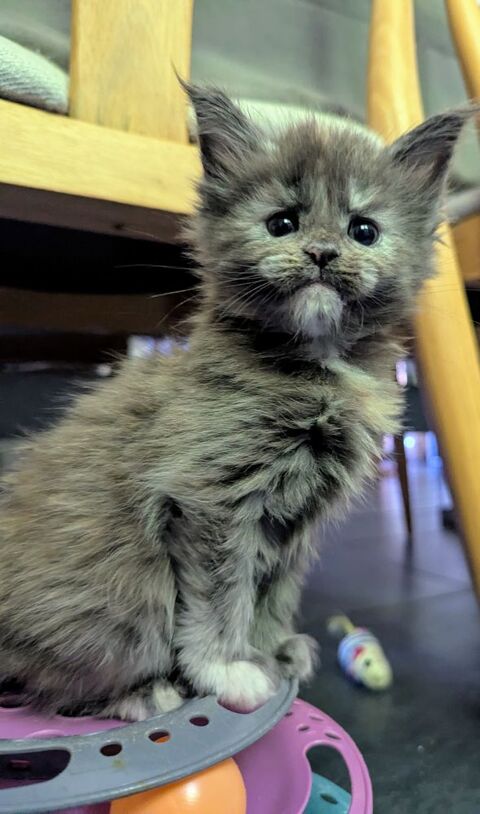jolis chiots spitz nain ou et petit 36310 Beaulieu