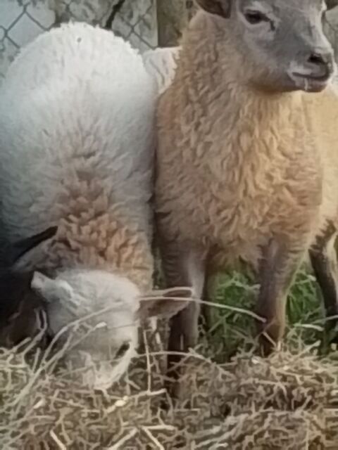 bouc et femelle ouessant 160 55110 Gesnes-en-argonne