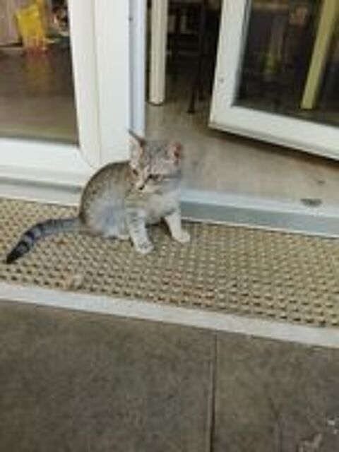   chatons a adopte 