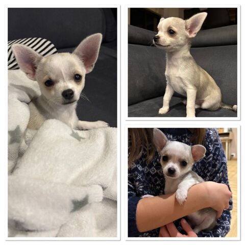 Chiot chihuahua  870 56910 Carentoir