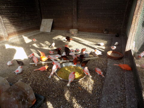 canaris couleurs 30 33160 Saint-m�dard-en-jalles