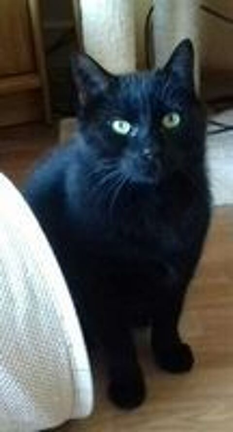   REPETO CHAT NOIR 8 ANS 