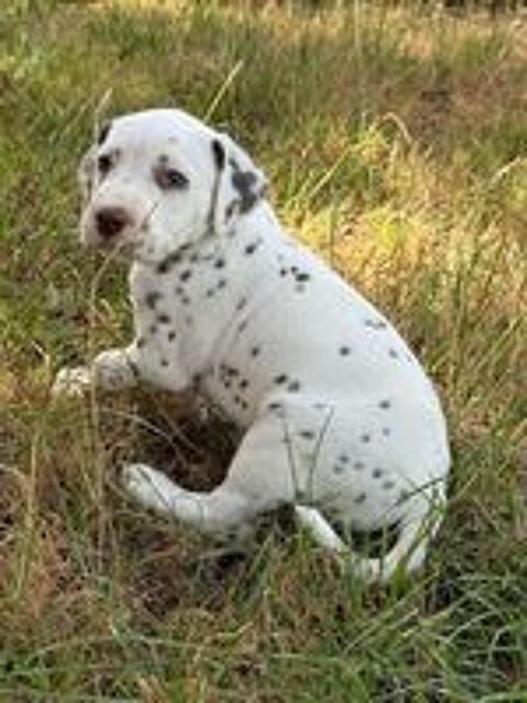   Chiots type dalmatien 