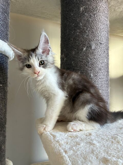 Maine Coon - Disponible  1000 83100 Toulon