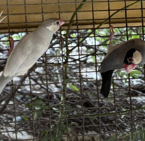 OISEAUX EXOTIQUES 20 71390 Messey-sur-grosne