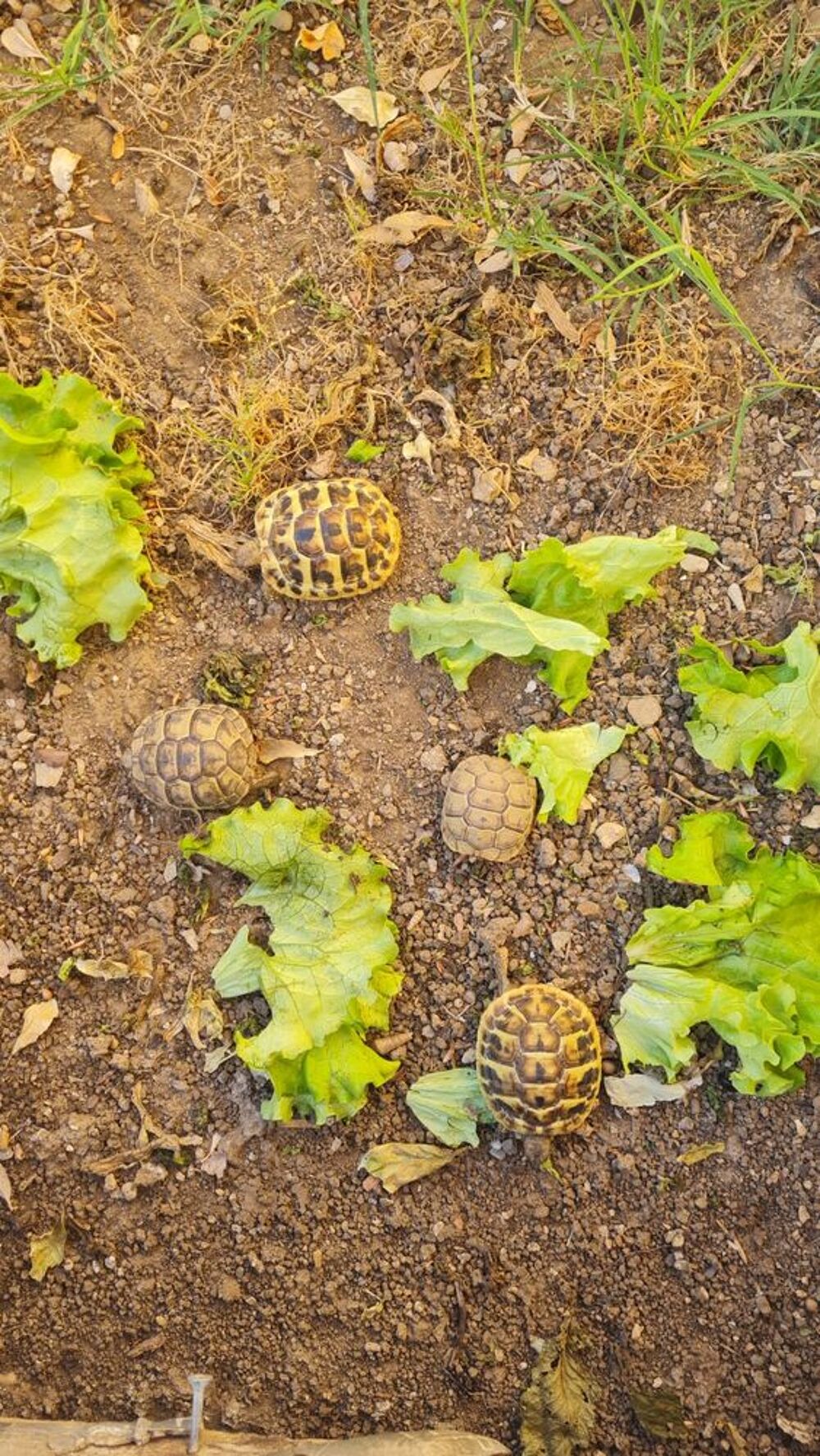   juveniles 