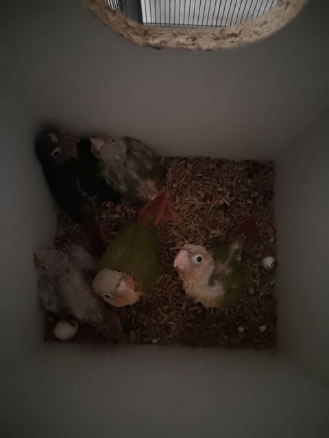 Jeune conures 100 02300 Chauny