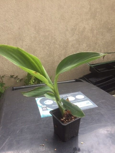 belles vivaces ne g�lent pas; 3 Maisons-Alfort (94)