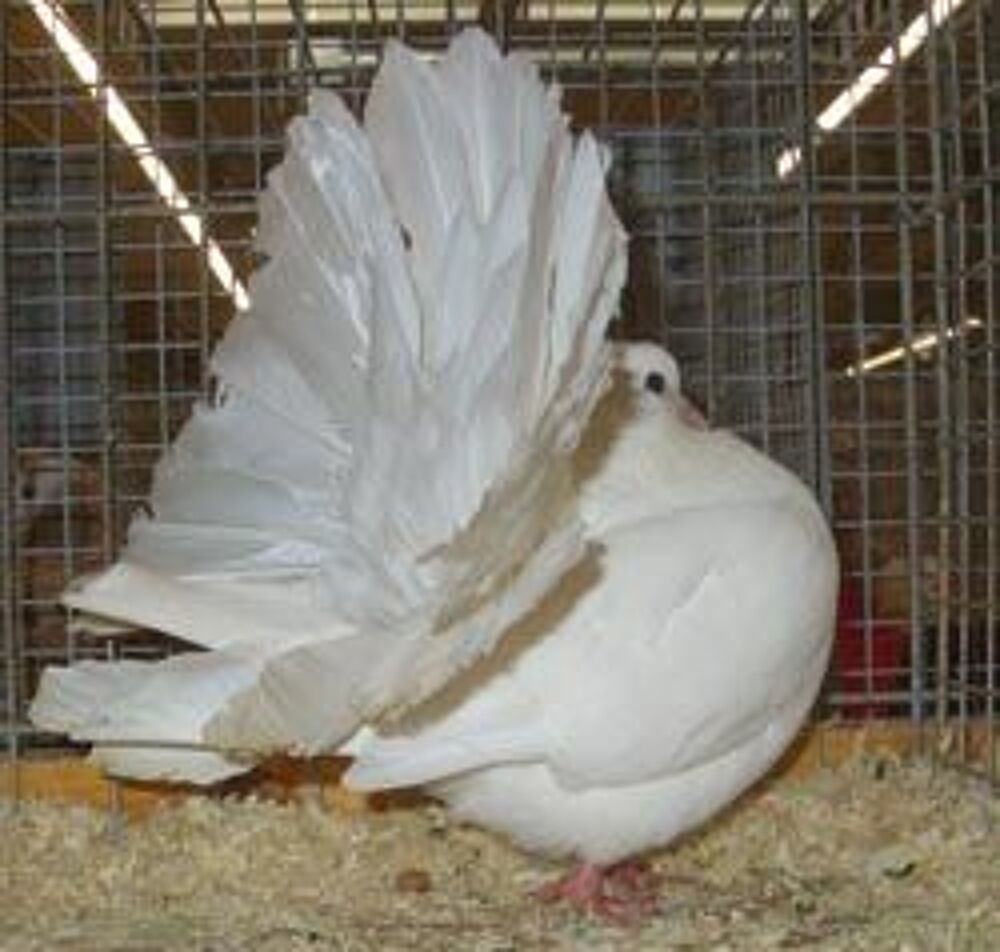   PIGEON FANTAIL BLANC MARSEILLE 