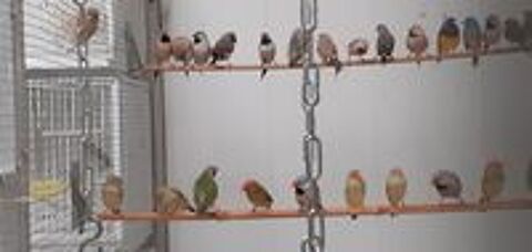   oiseaux exotique de voliere 