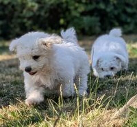   Bichon frise non lof disponible  