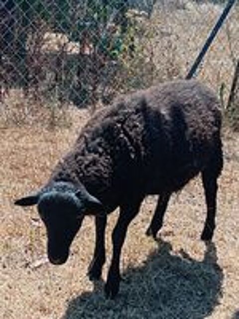   Agneau d'Ouessant 3mois1/2 pour compagnie  
