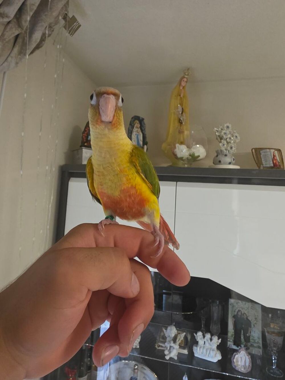   Conure  